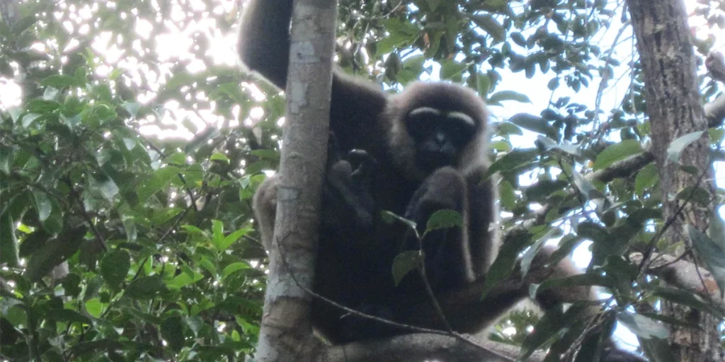 black handed gibbon tanjung puting