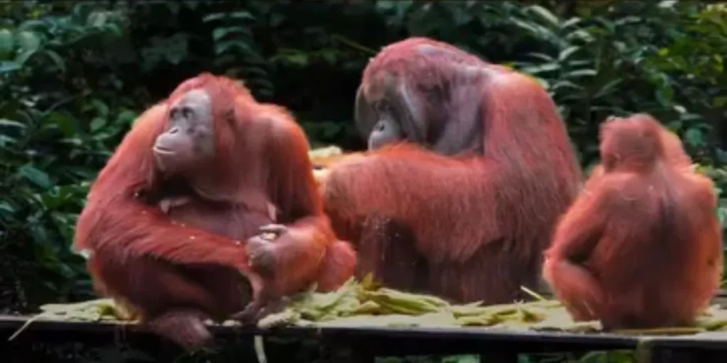 Orangutan feeding time at Tanjung puting national park