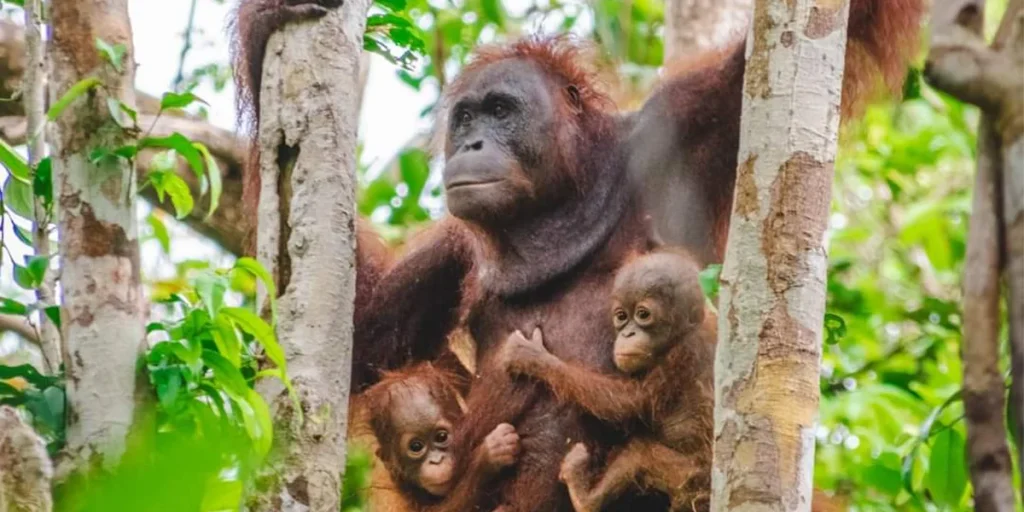 orangutan with twin baby
