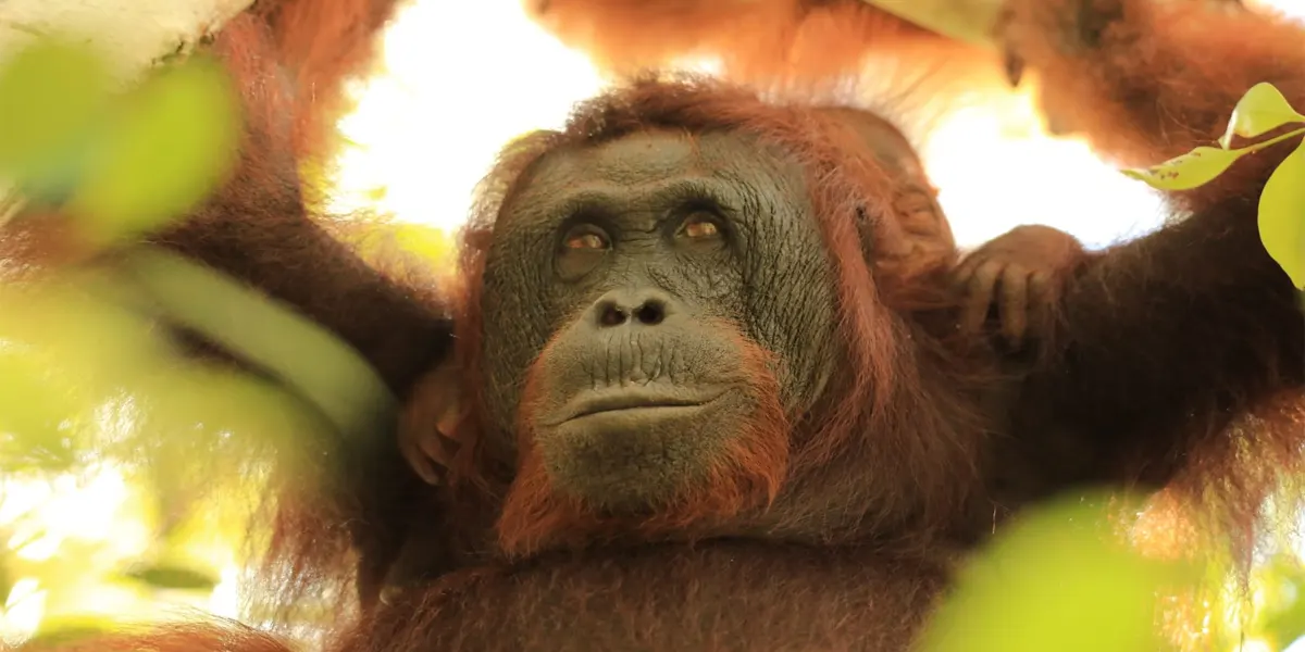King of Tanjung Puting Orangutan